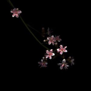 亚洲第一综合网址
